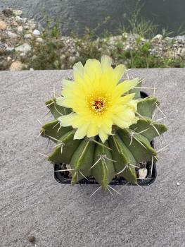 Parodia sellowii